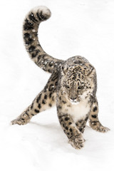 Snow Leopard on the Prowl VIII