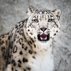 Snow Leopard XIII