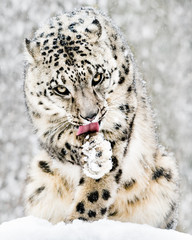 Snow Leopard in Snow Storm IV