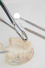 Dental Teeth Model and dental tool