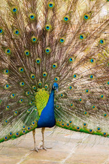 Obraz premium Peacock