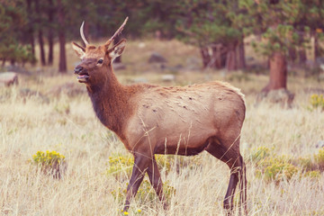 Elk