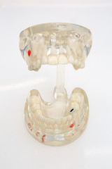 Dental Teeth Model and dental tool