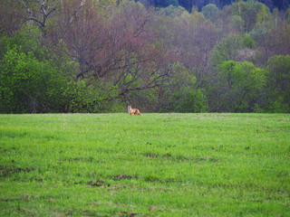 fox on the field in spring