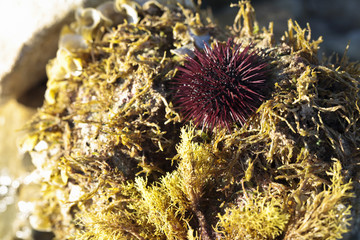 Sea urchin habitat