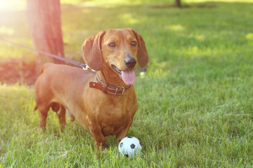Beautiful dachshund dog in the garden, outdoor