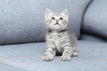 Fototapeta na wymiar Beautiful little cat on a grey sofa