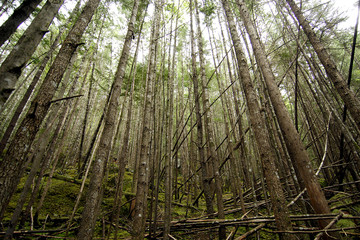 West Coast Forest of thin trees