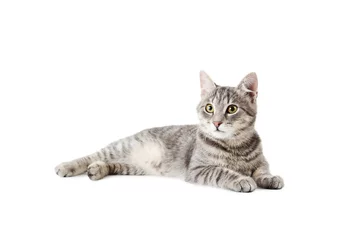 Stof per meter Mooie grijze kat geïsoleerd op een witte © 5second