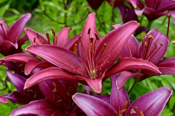 Pink Flower in Bloom