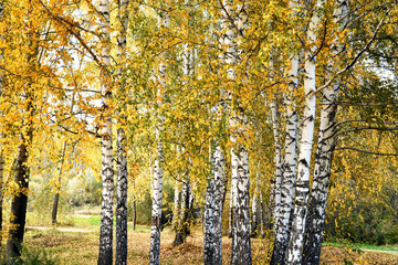 Birch grove with yellow leaves in cloudy autumn day