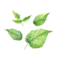 Set of green watercolor raspberry leaves. Realistic illustration. Isolated on white background.
