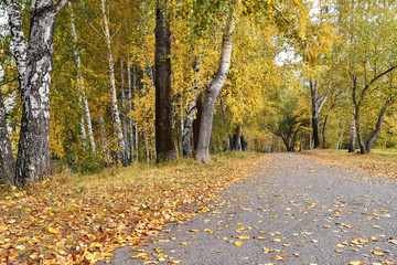 Path in birch grove with yellow leaves in cloudy autumn day