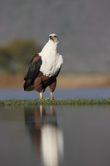 African fish-eagle, Haliaeetus vocifer