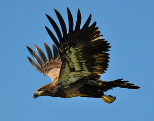 Young Eagle