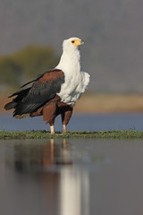 African fish-eagle, Haliaeetus vocifer