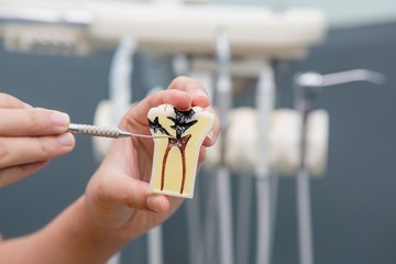 Dental Teeth Model and dental tool