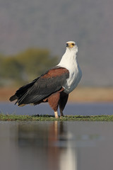 African fish-eagle, Haliaeetus vocifer