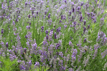 Obraz premium Lavender