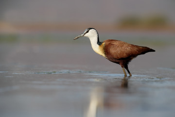 African jacana, Actophilornis africanus