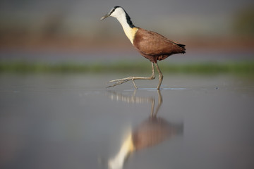 African jacana, Actophilornis africanus