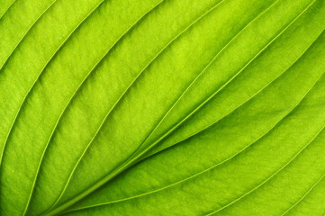  green leaf texture