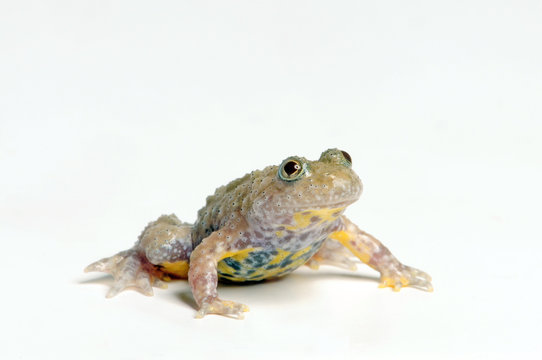 Albino - Gelbbauchunke (Bombina variegata)