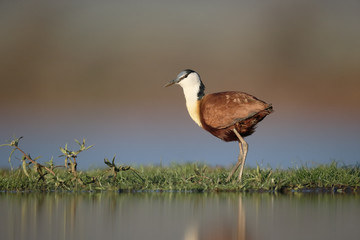 African jacana, Actophilornis africanus