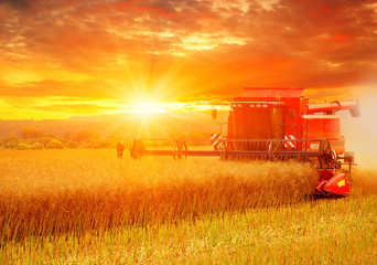 Combine working in field