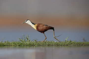 African jacana, Actophilornis africanus