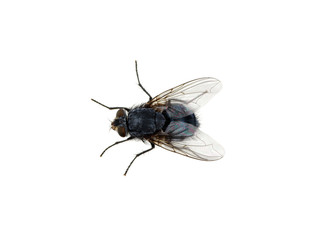 fly on a white