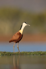 African jacana, Actophilornis africanus