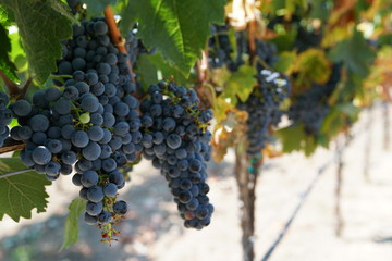 Red Grapes on Vine