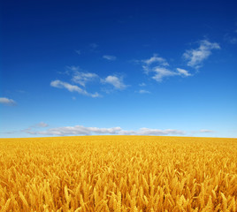 Naklejka premium wheat field and sky