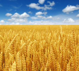 wheat on the sky