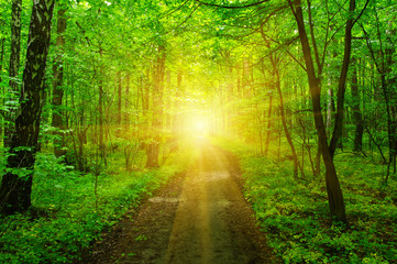 Obraz premium Forest and sun