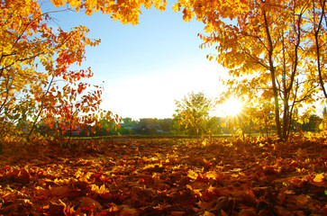  autumn trees on sun