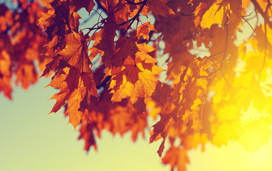 autumn leaves on sky