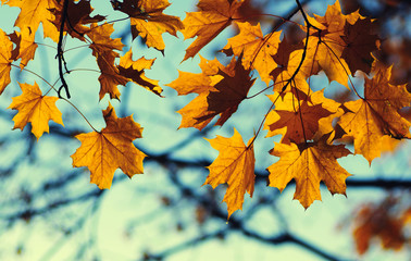 Fototapeta na wymiar autumn leaves on sky