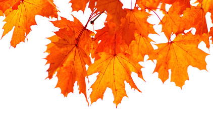Fototapeta na wymiar autumn leaves isolated on white