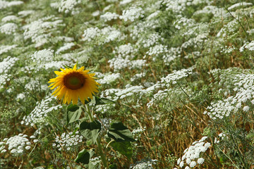 Jachère de tournesol et achillée blanche © hcast