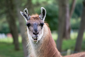 Llama with torn ear head and neck. Domesticated camelid raised for wool in British countryside, with old injury to ear and mouth open showing teeth