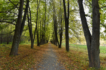 Fallen leaves on avenue of linden trees in autumn