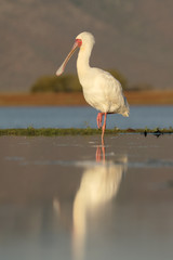 African spoonbill, Platalea alba