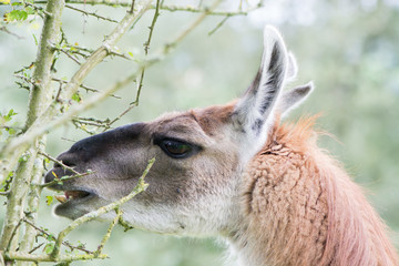 Obraz premium Llama delicately eating leaf from thorn bush. Domesticated camelid delicatly grazing leaves from hawthorn tree, avoiding thorns