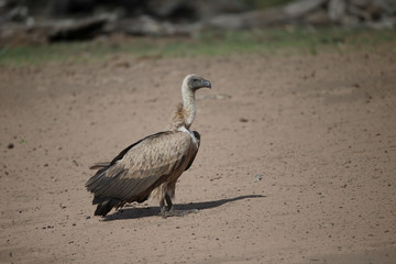 African white-backed vulture, Gyps africanus