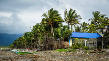 Typhoon Winds Blowing Debris Through Coconut Trees on Beach - Aklan, Panay - Philippines