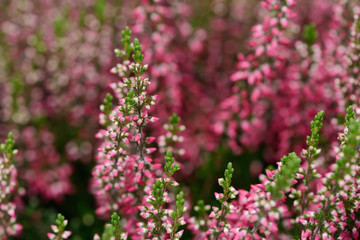 Heather in the nature