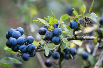 Sloe berries on blackthorn (Prunus spinosa). Thorny shrub in the rose family (Rosaceae) with cluster of ripe purple fruit in Autumn - obrazy, fototapety, plakaty