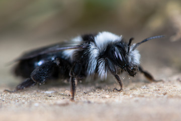 Second generation ashy mining bee (Andrena cineria). Female insect in the family Andrenidae, showing long black and white hair and compound eye